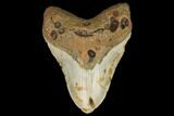 Fossil Megalodon Tooth - North Carolina #124904-1